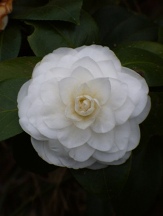 Nuccio's Gem Camellia, Camellia japonica 'Nuccio's Gem'